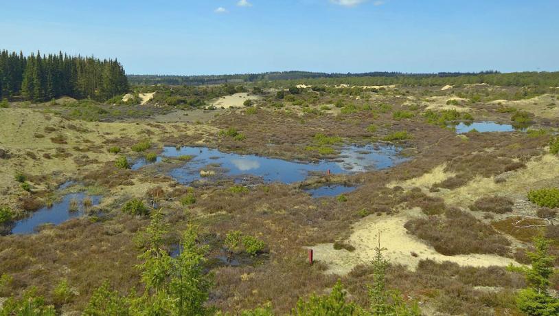 Stråsø Plantage