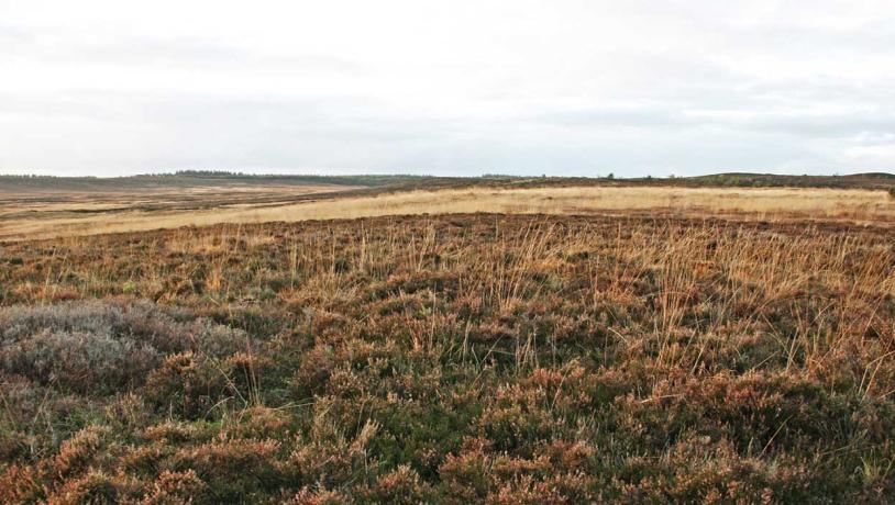 Sønder-vosborg.hede