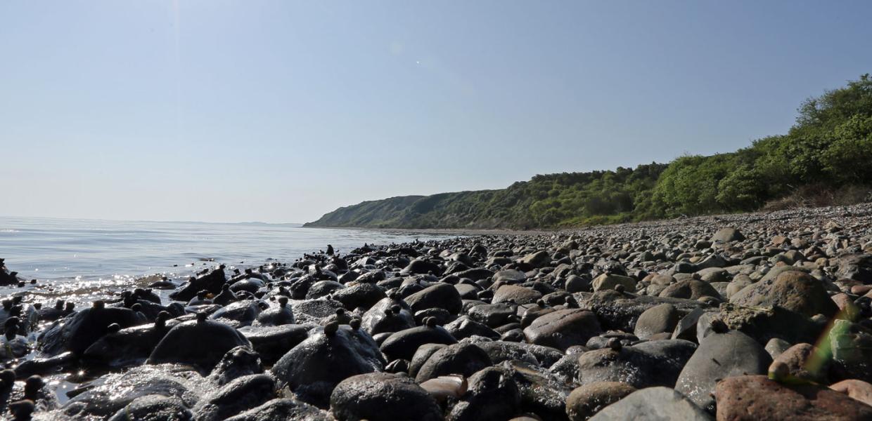 Hoegsgaard Strand, Nr. Nissum