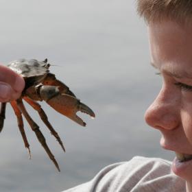 Dreng med krabbe